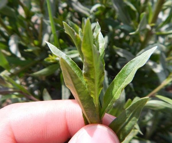 4月发文:以前农村人的"救命草",药食两用,常吃防癌抗衰老!