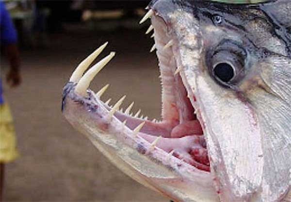 吸血鱼凶猛图片