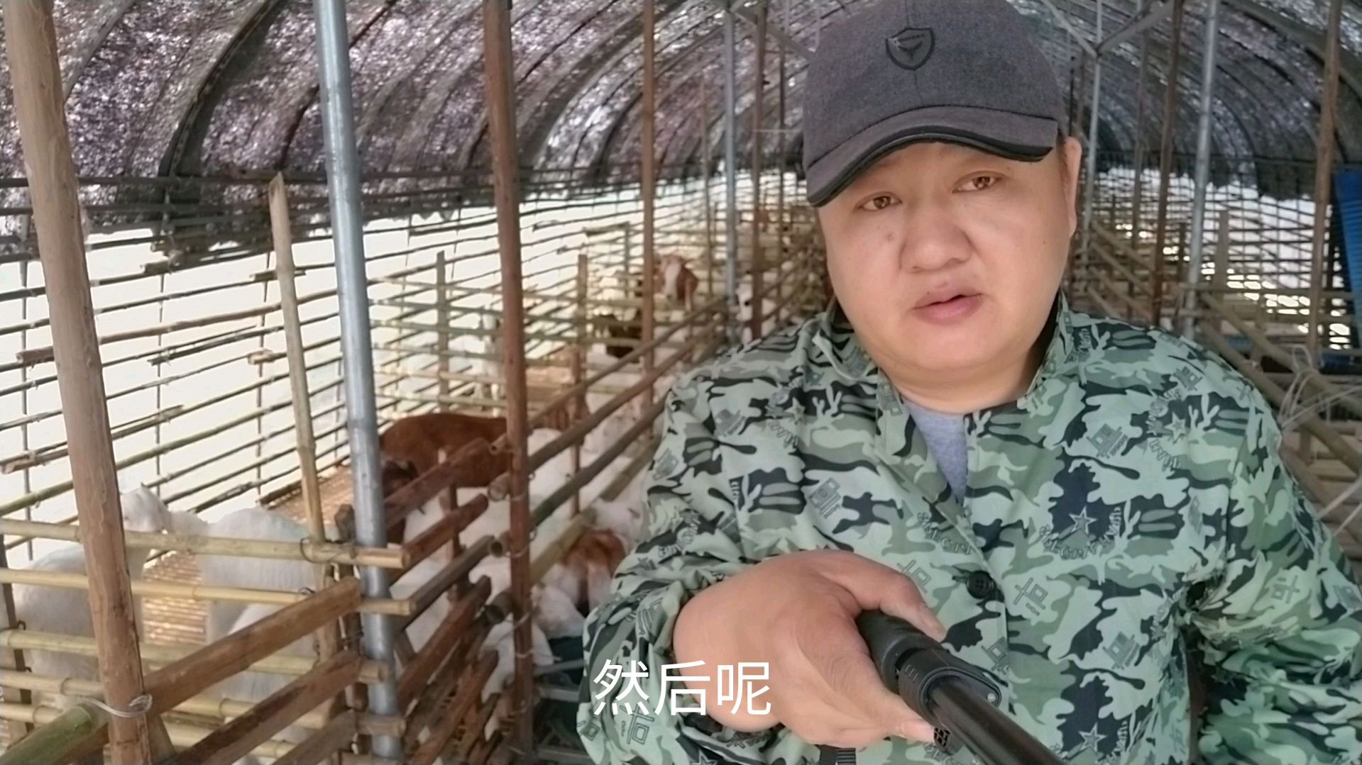 小羊第一次吃青草有点怪