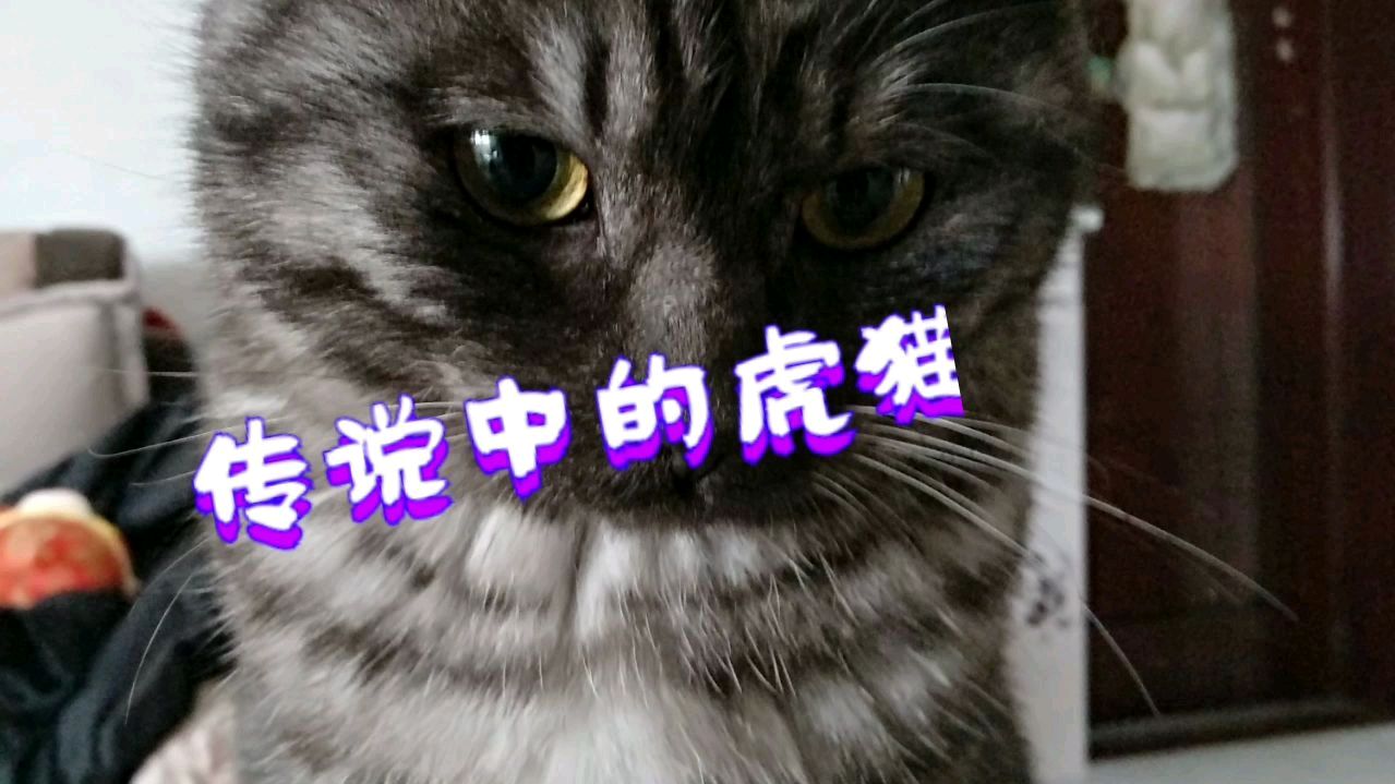江苏苏北沭阳,给大家看下这是什么品种的猫,欢迎留言讨论