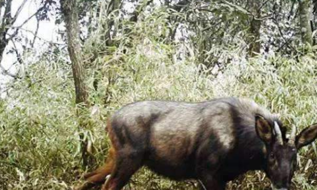这动物叫做鬣羚,鬣羚又叫明鬃羊,属牛科,是典型林栖兽类,主要活动于