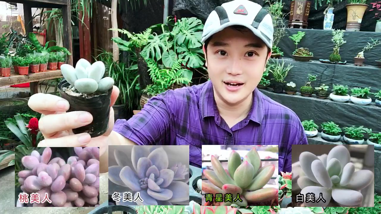 多肉中的四大美人之白美人!它圆润肥厚的叶片太逗人喜欢了!