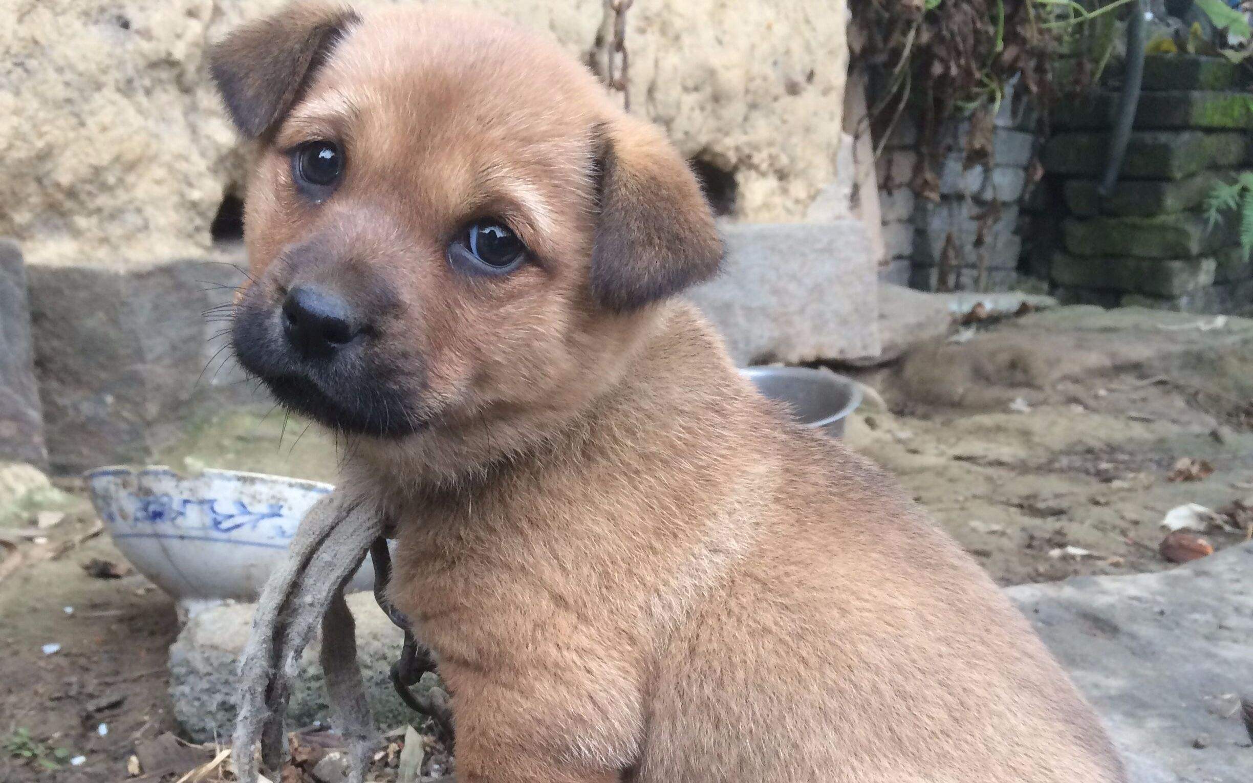 中华田园犬在乡村就是王者,在我国的地位却是非常尴尬!为什么?