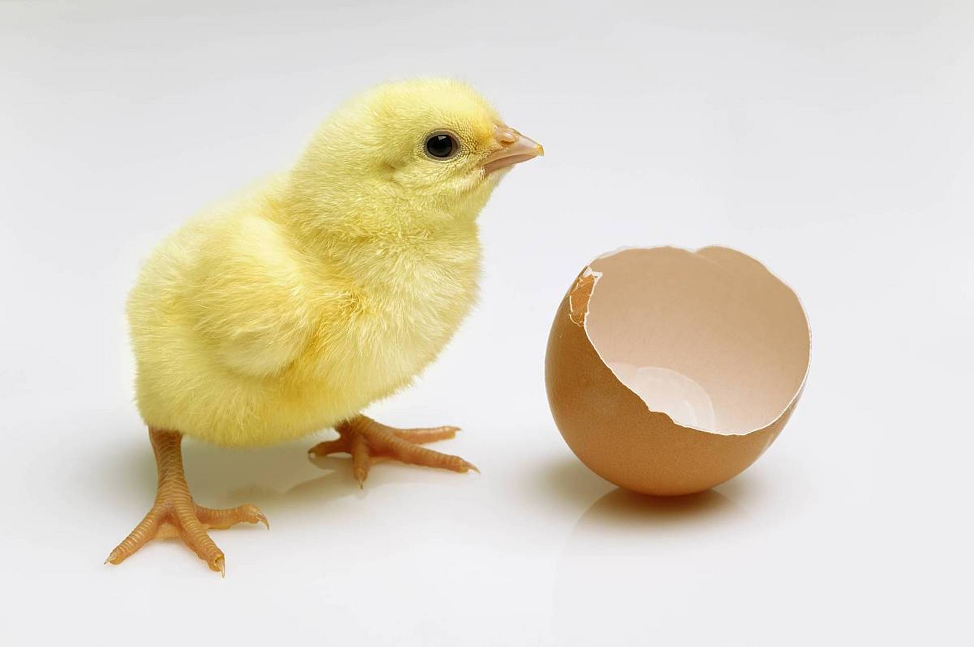 动物趣图# 萌萌的小鸡仔,才破壳而出,好可爱.