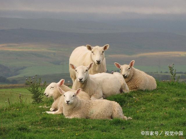 学习无角陶赛特羊的羊痘病防治方法