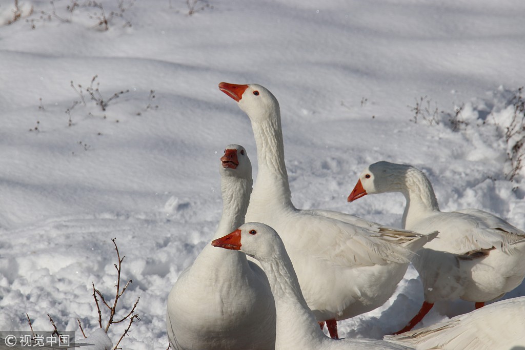 土耳其:一群鹅走在结冰的湖面上 憨态可掬惹人爱