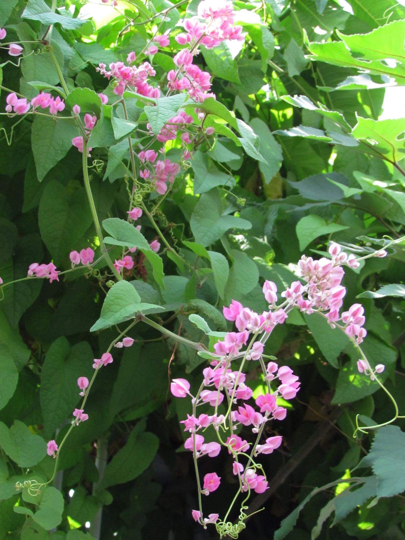 花盆里的珊瑚藤! 转载自百家号作者:遵纪守法sky668