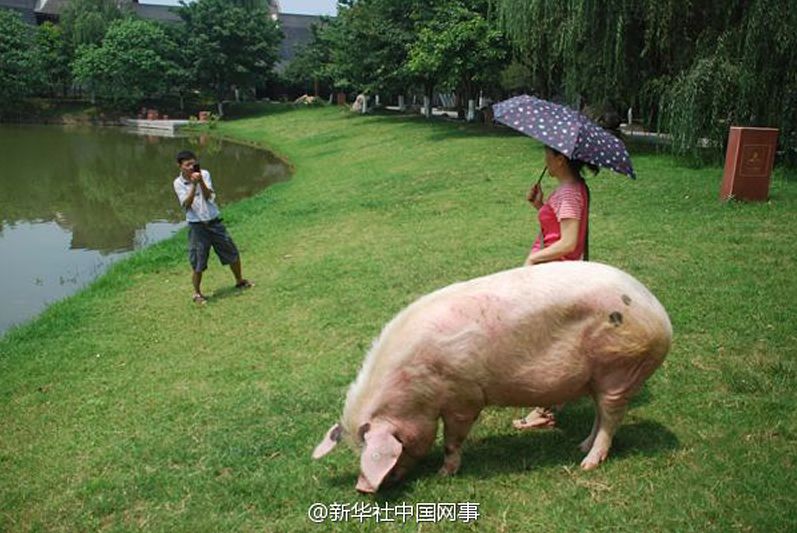 汶川地震猪坚强图片