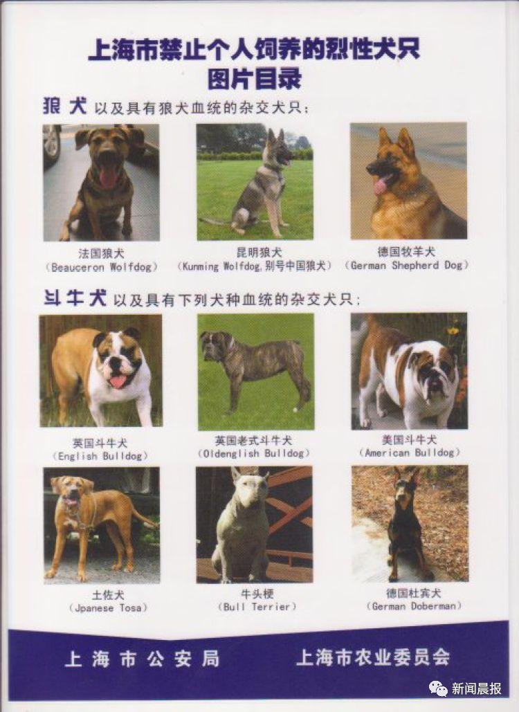 上海街头烈性犬咬伤女路人!犬主称手续合法合规,网友连发疑问