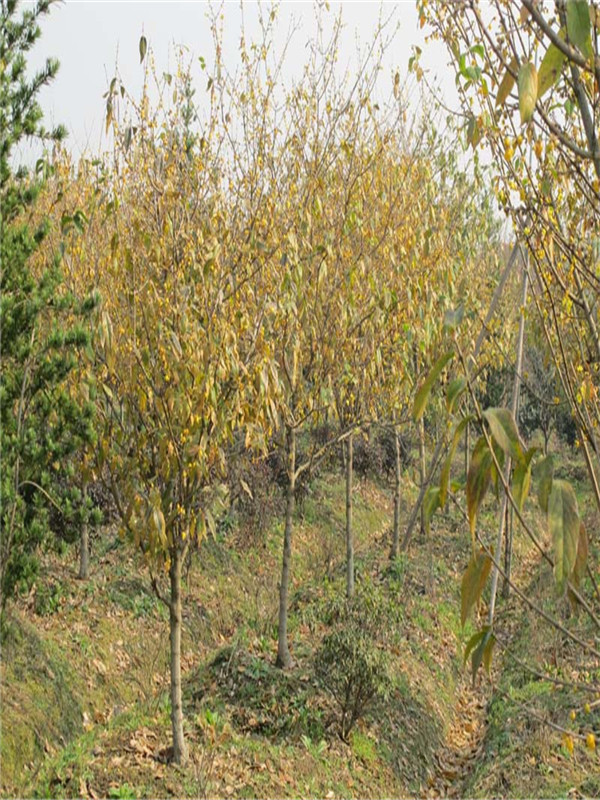 腊梅苗可以做造型盆景吗?