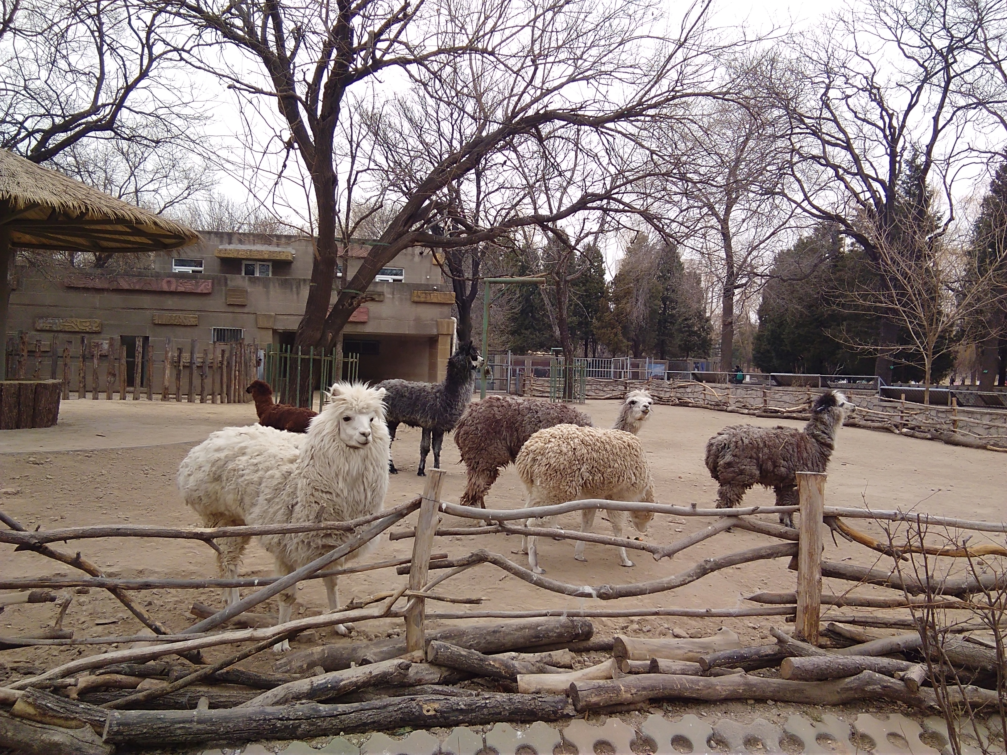 来看一下冬天的北京动物园是什么样子的