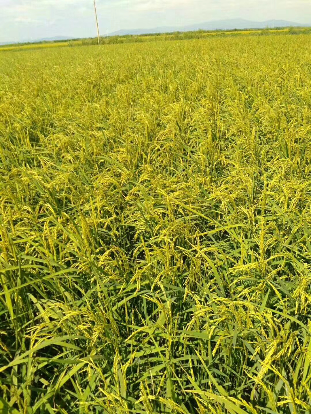 龙洋11水稻种子简介图片