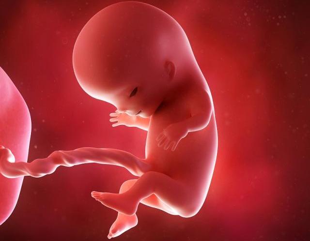 怀孕53天的胎儿图片图片