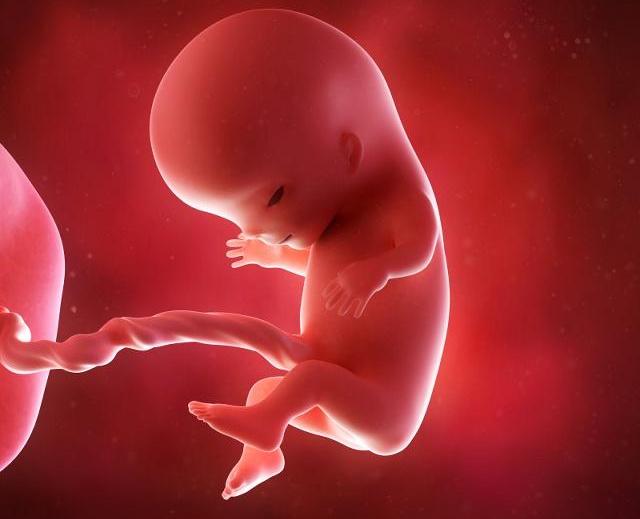 怀孕13周的胎儿图片图片