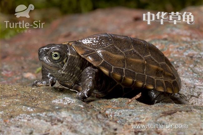 中华草龟是很可爱的一种乌龟「龟谷鳖老」