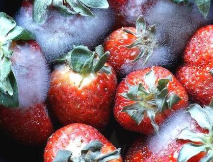 冻伤和碰伤的水果,还可以放心食用吗?只要不发霉,其实都可以吃