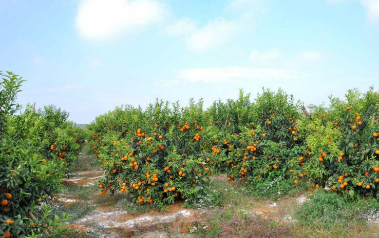二,沃柑种植的密植安排