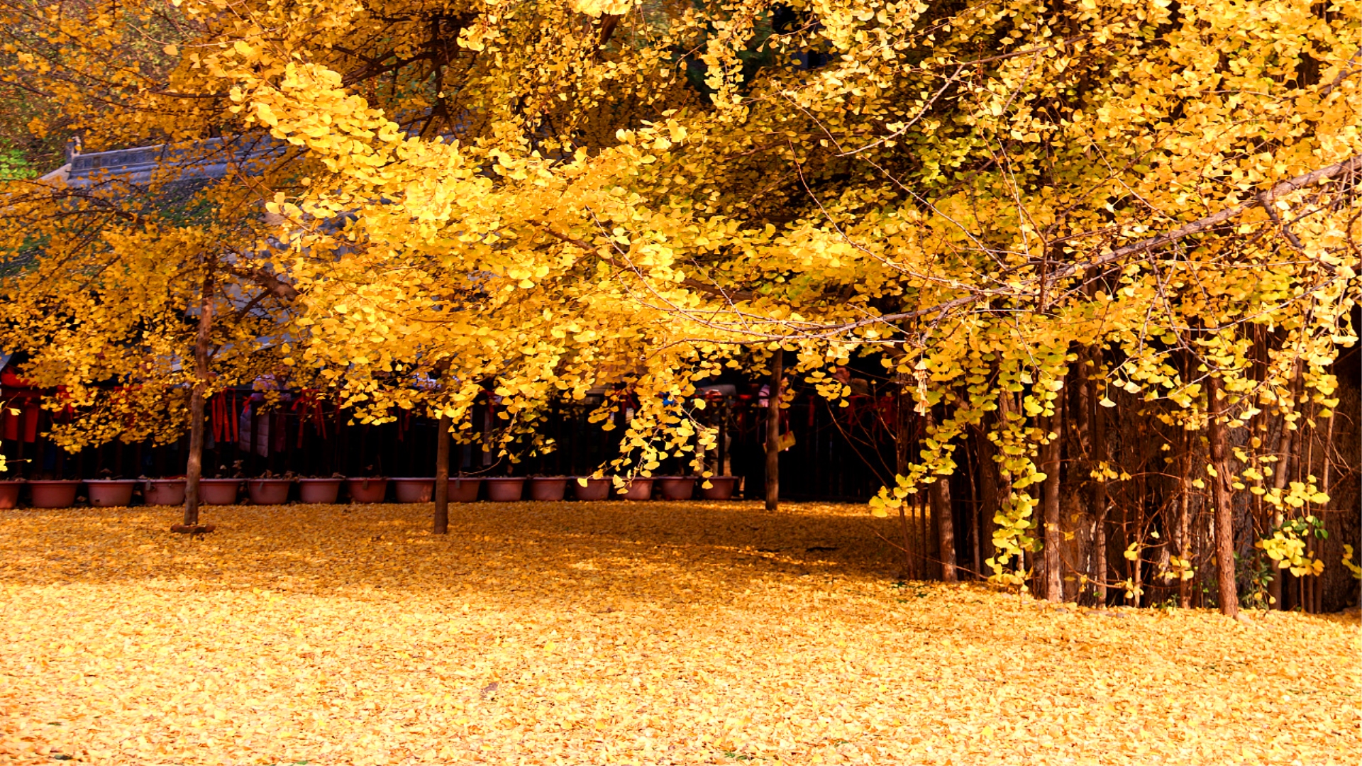 西安最"老"银杏树,这个季节就应该去
