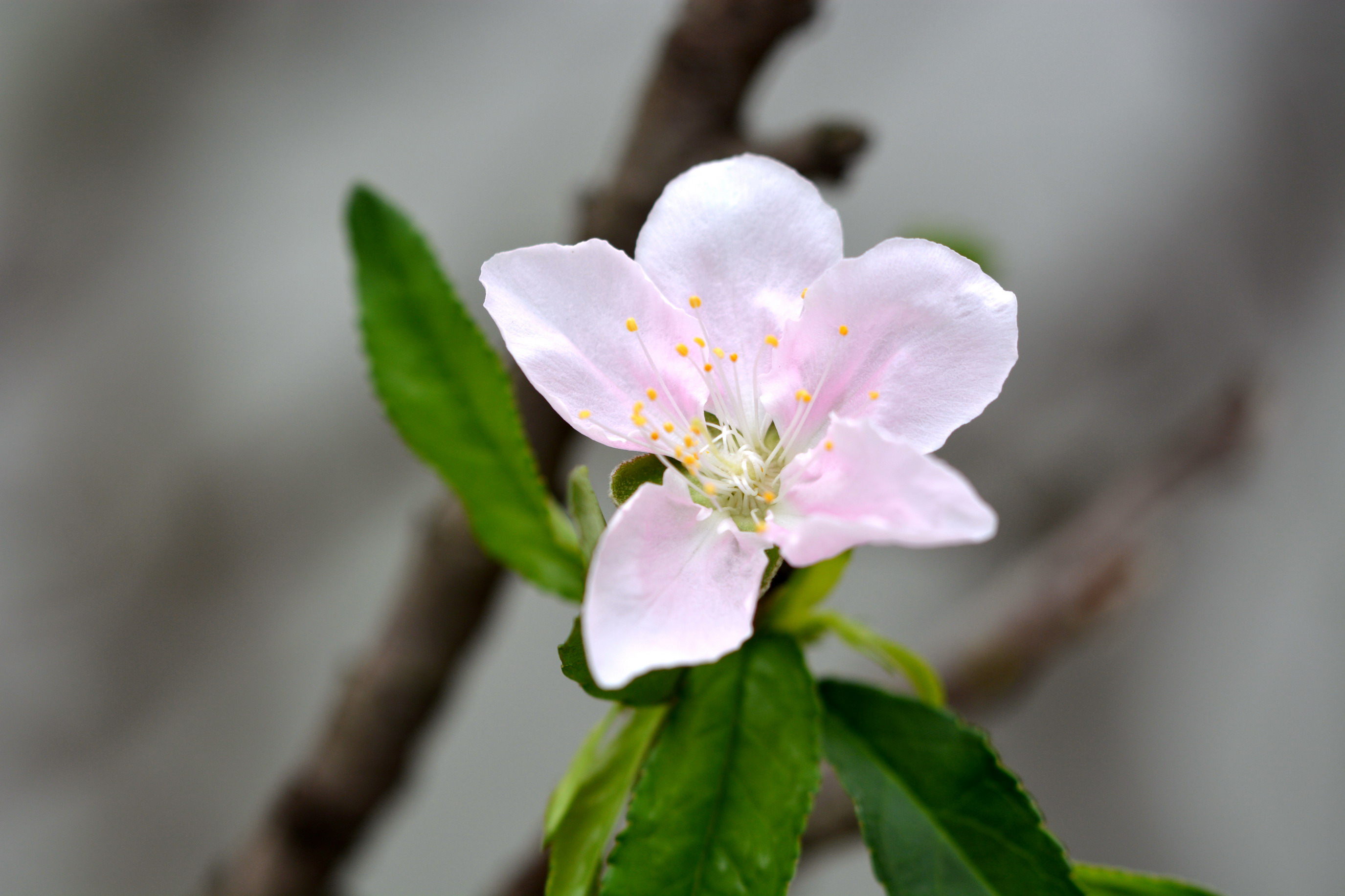 你见过漂亮的樱花树么,它的品种比较多,你最喜欢的是哪种呢?