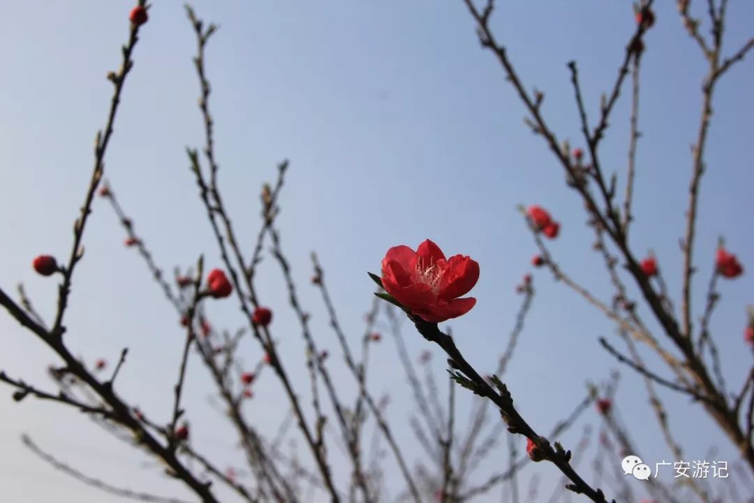 春光烂漫,繁花似锦,广安大地花谷游记
