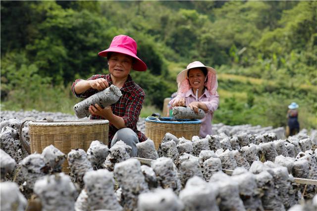 贵州剑河:黑木耳种植助增收
