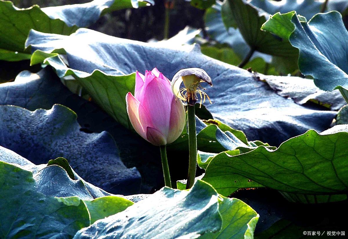 張傑西江月花落花開