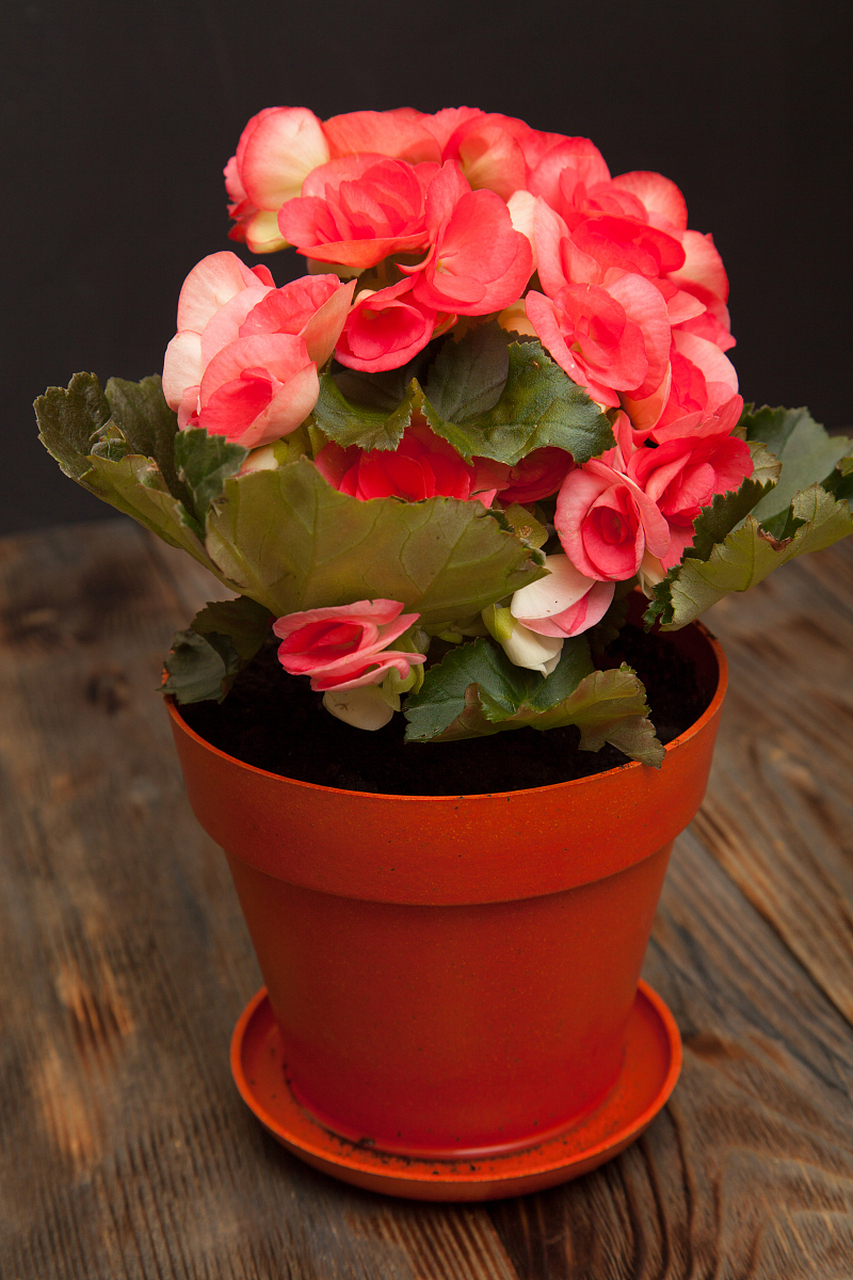 玻璃海棠是一种美丽的花卉,扦插是其繁殖的常见方法.