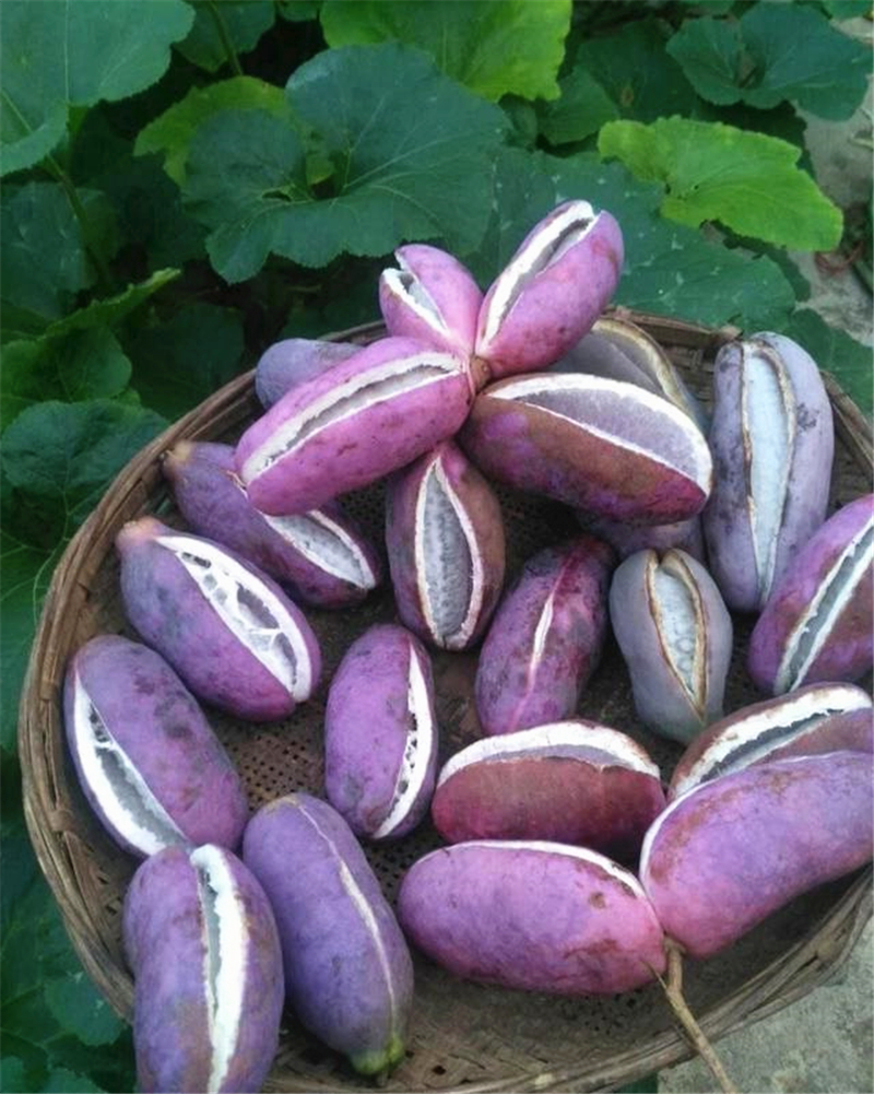 牛卵坨又叫八月瓜,八月炸,野香蕉等,是三叶木通的果实,属于一种野生的