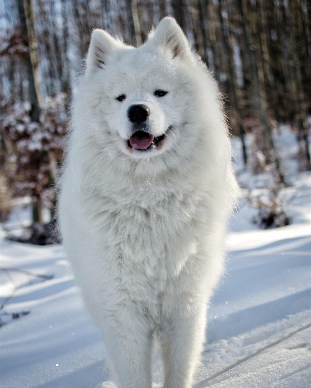 雪橇三傻在雪地,萨摩帅气,阿拉斯加霸气,哈士奇也不再傻气