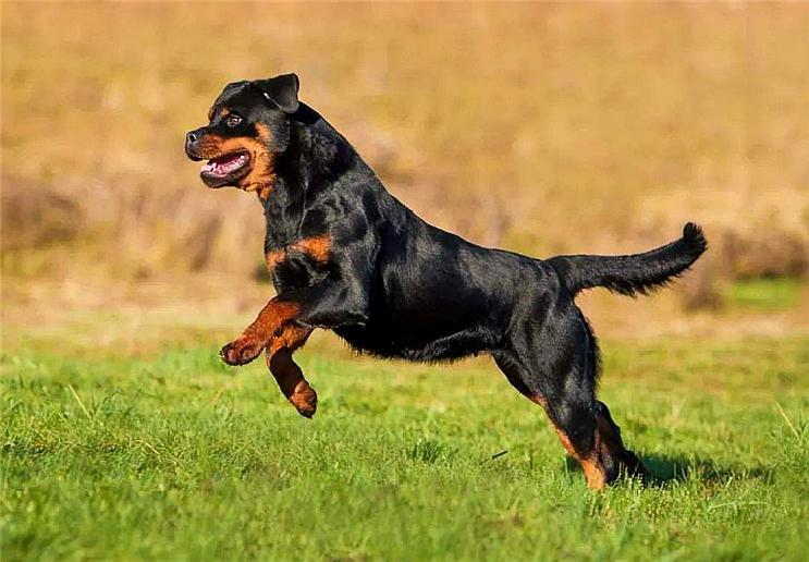 杜宾和罗威纳哪种狗好?对比一下选择自己喜欢的!罗威纳的训练!