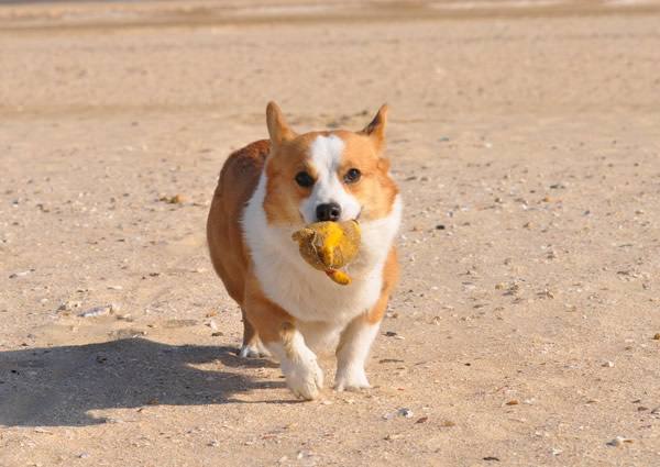 你肯定不知道腿最短的狗狗是什么吧?短的让人受不了