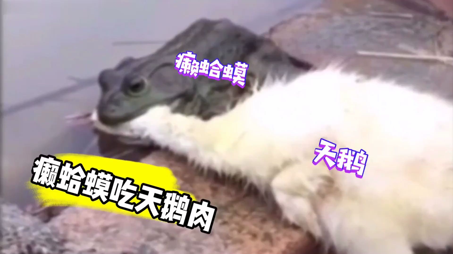 癞蛤蟆吃到天鹅肉!外卖订的铁锅炖大鹅,大鹅还自己飞上门了!