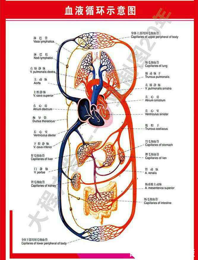 從血液循環示意圖,我們應該瞭解到的一些東西