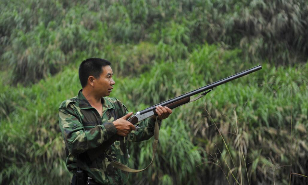 野猪数量猛增影响生态,狩猎队进行"人猪大战"