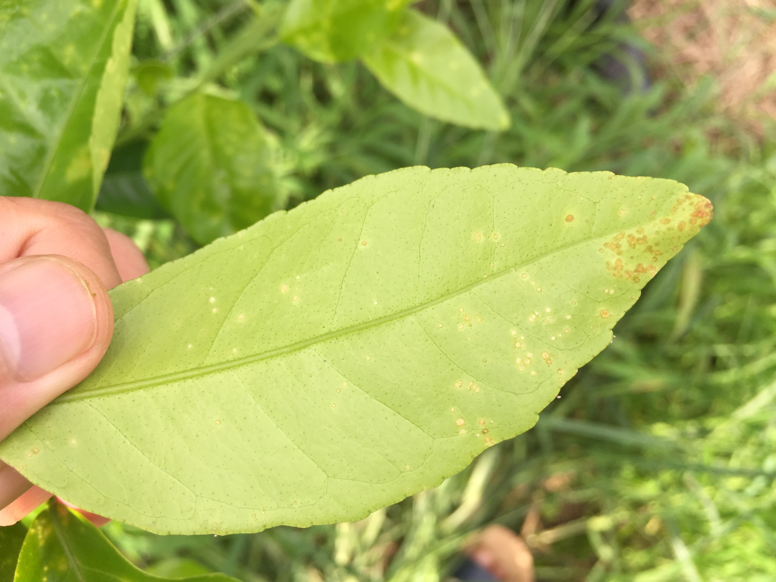 原创:实地拍摄15张经典柑橘溃疡病高清图片,可免费拿走