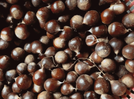 美食家               优质回答 因为这种野生坚果长在深山老林里面