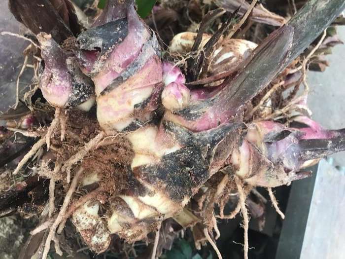 这种植物俗称"番鬼芋头",花蜜是小时候的零食,你吃过吗?