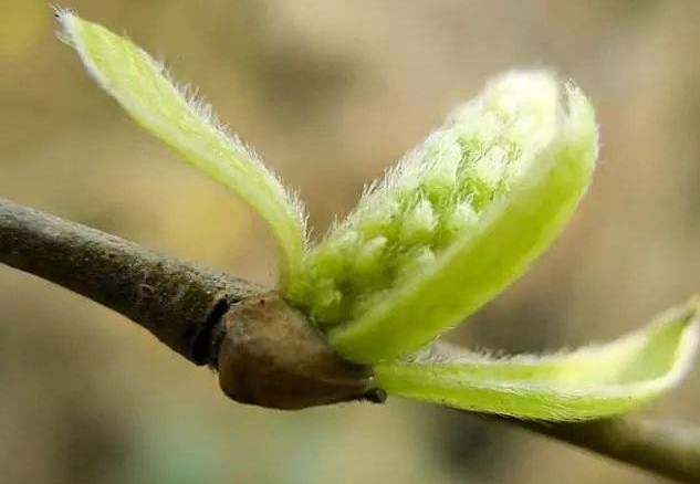 柳樹芽成了寶,一斤能賣幾十塊,用途還挺廣