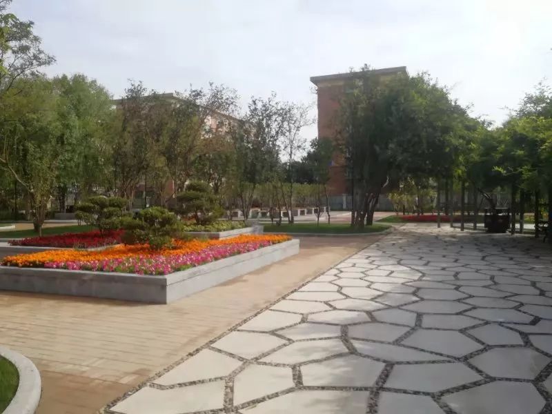 从天津市市容和园林管理委员会获悉,万新公园,也是天津市以各种海棠树