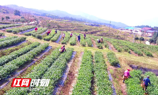 双牌云台山首批春茶开始采摘 受雨水影响生长缓慢产量骤减