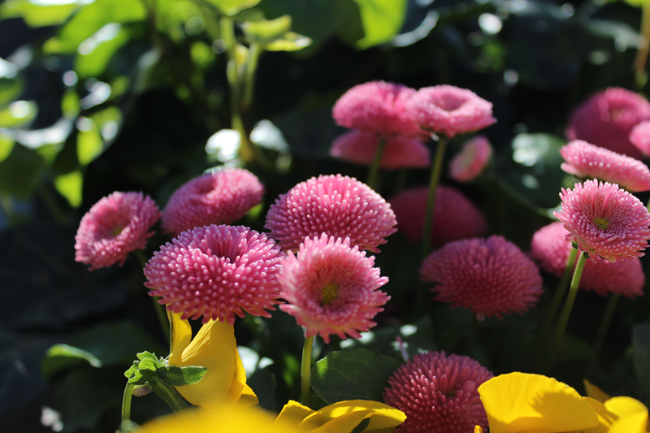 这个小国你来过吗?它就是列支敦士登!
