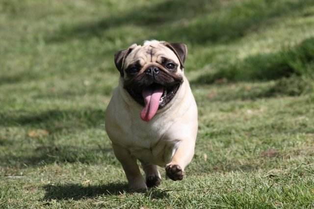 性格温顺的小型犬图片