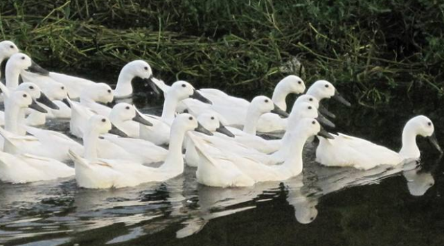 白鹭鸭被称为"鸭类中的国粹"曾是皇室膳食之一,如今一份上百元