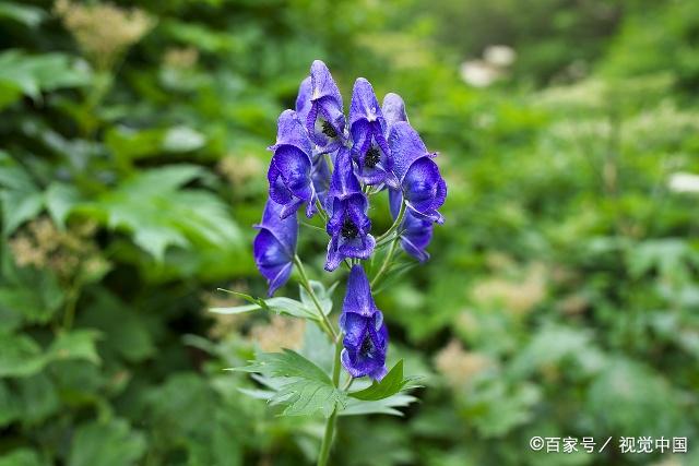 乌头花型奇异,花色神秘又艳丽