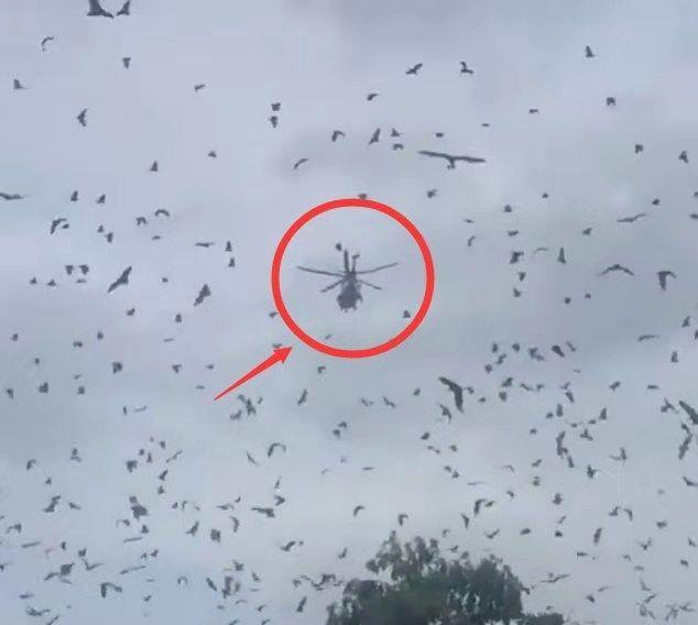 40万蝙蝠侵袭澳大利亚城市,开始占领学校,攻击力可咬断人类喉咙