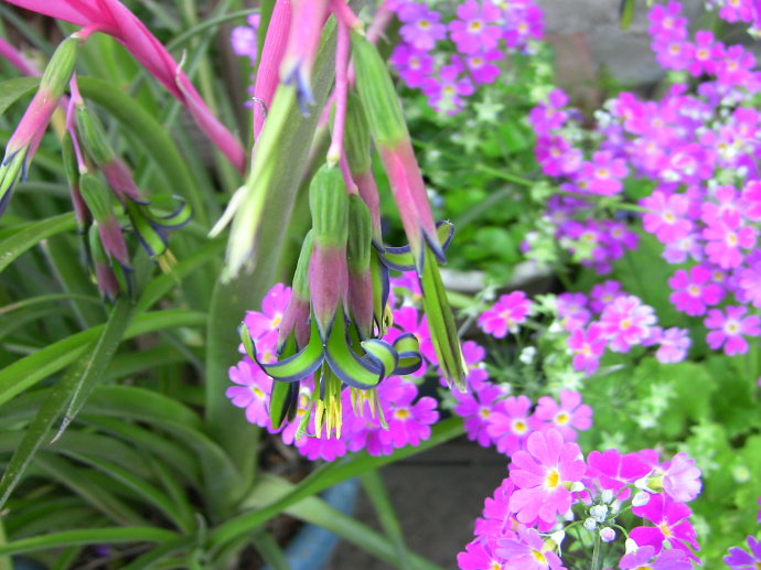 垂花水塔花,开花奇特,颜色艳丽,观赏性很是独特!