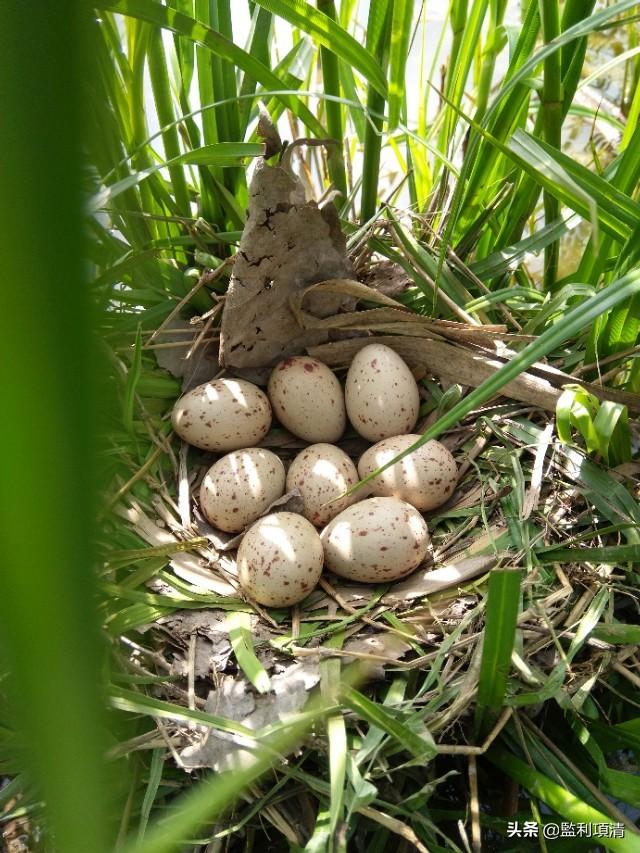 意外!在小龙虾田里发现一窝鸟蛋