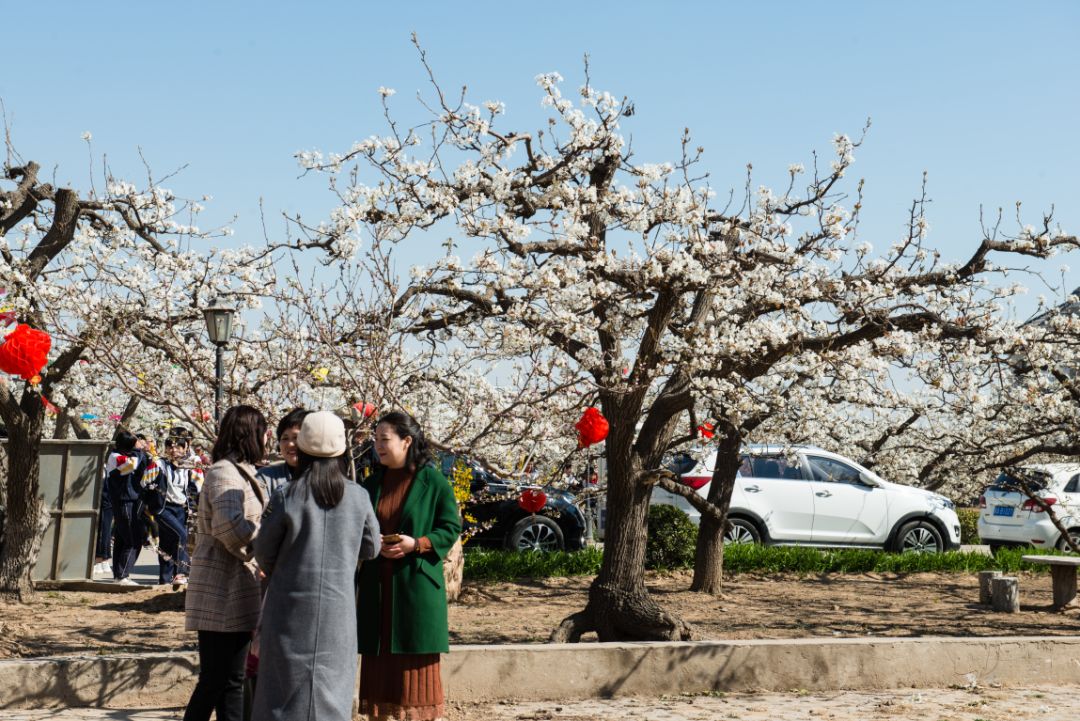赵县发布:赵县第十九届梨花节开幕