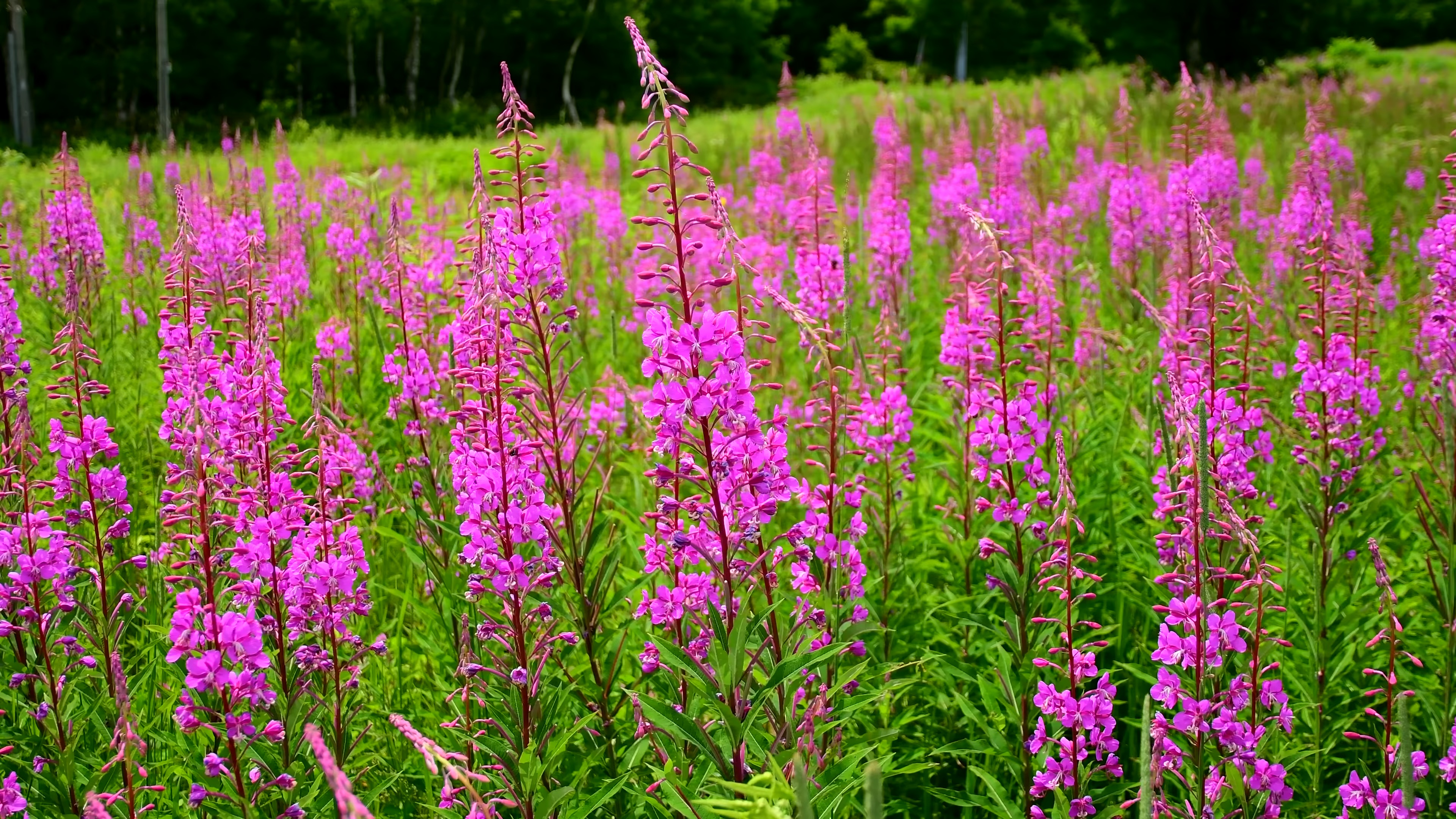 夏天| 绿色植物