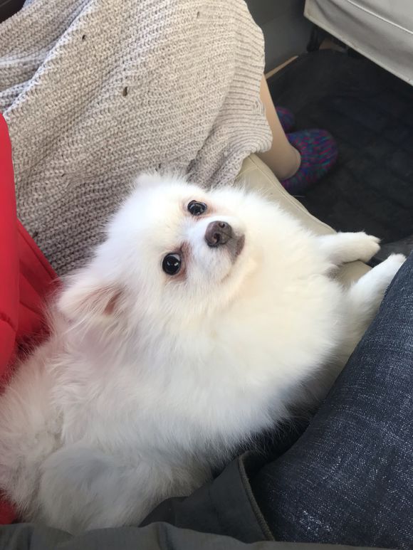 你要跟小姐姐出去玩么?博美:啊!你是她新男友么?